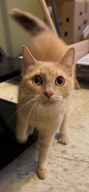 Cupcake, Adoptable, Adult Male British Shorthair.