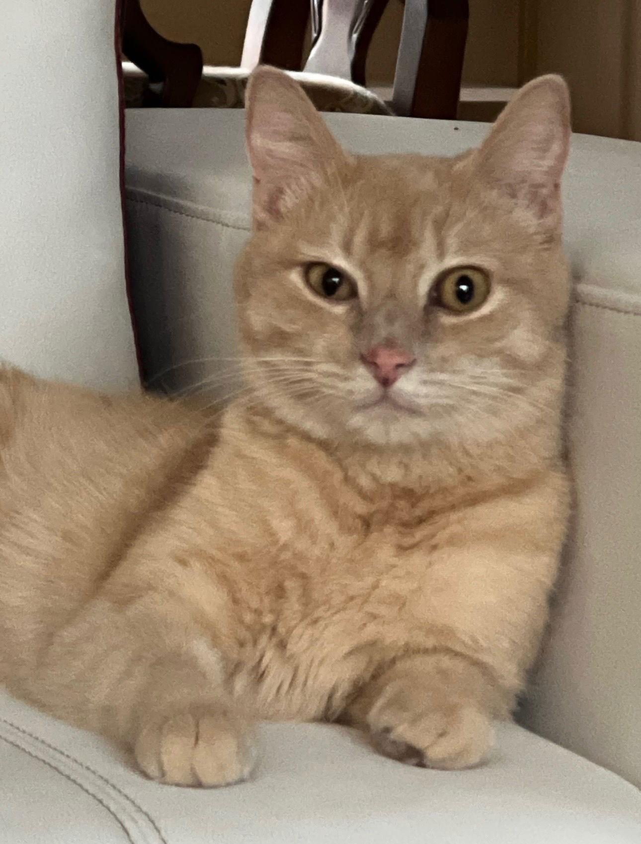 Enlarge Cupcake, a Adoptable British Shorthair in Rowlett, TX image 2/3