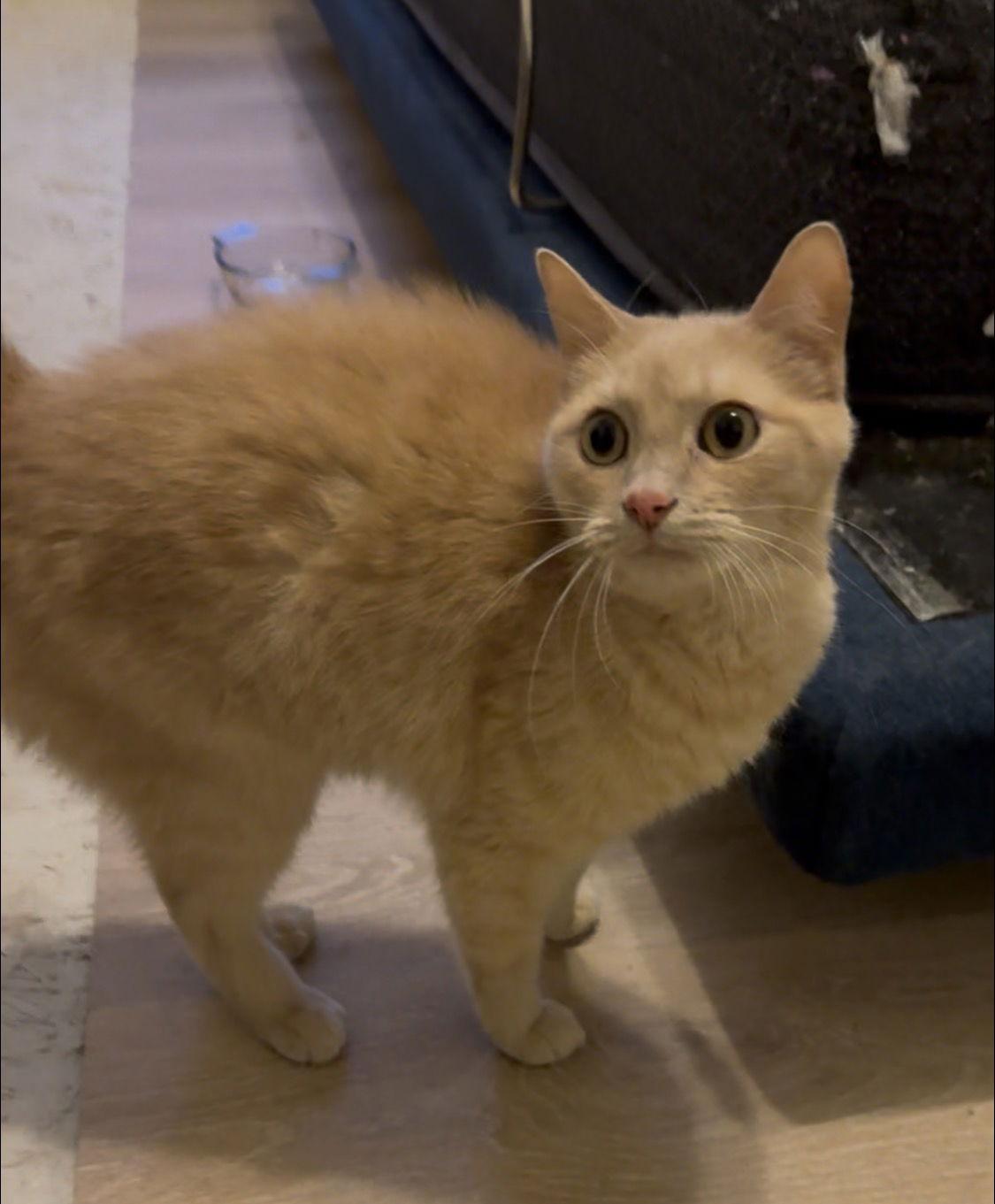 Enlarge Cupcake, a Adoptable British Shorthair in Rowlett, TX image 3/3