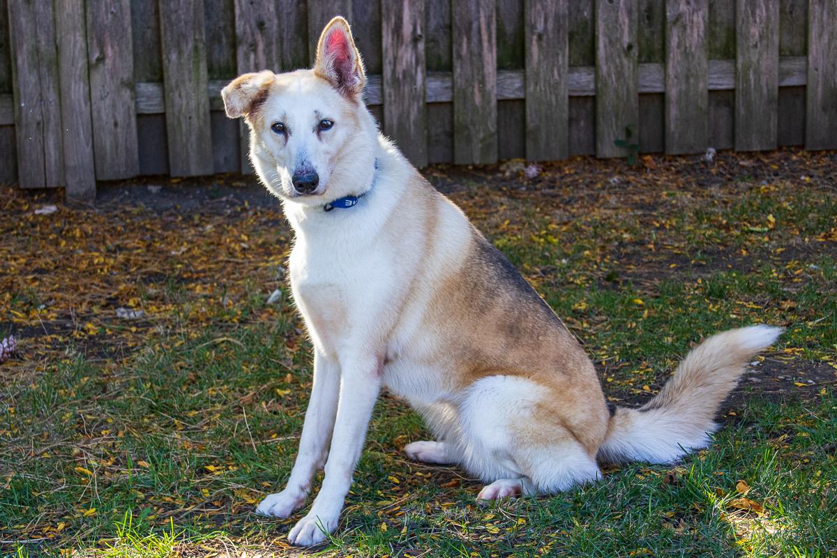 Kodiak