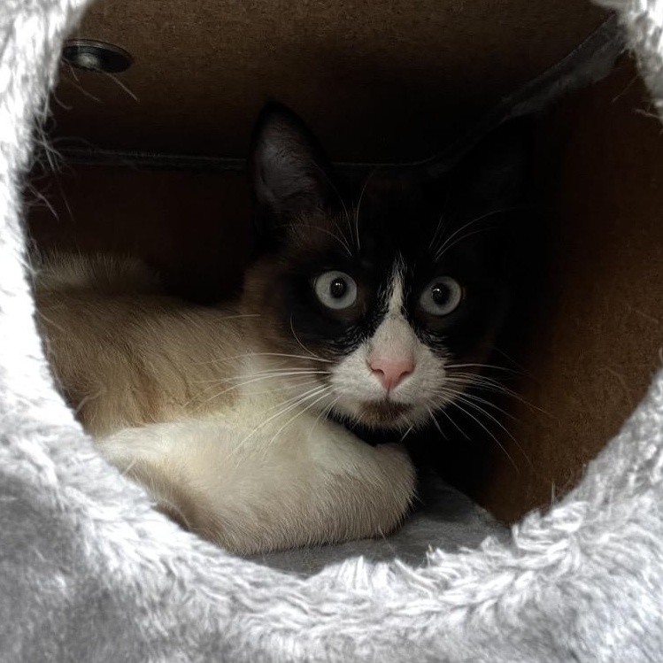 Enlarge Cinnamon Toast , an adopted Domestic Short Hair in Renton , WA image 3/4