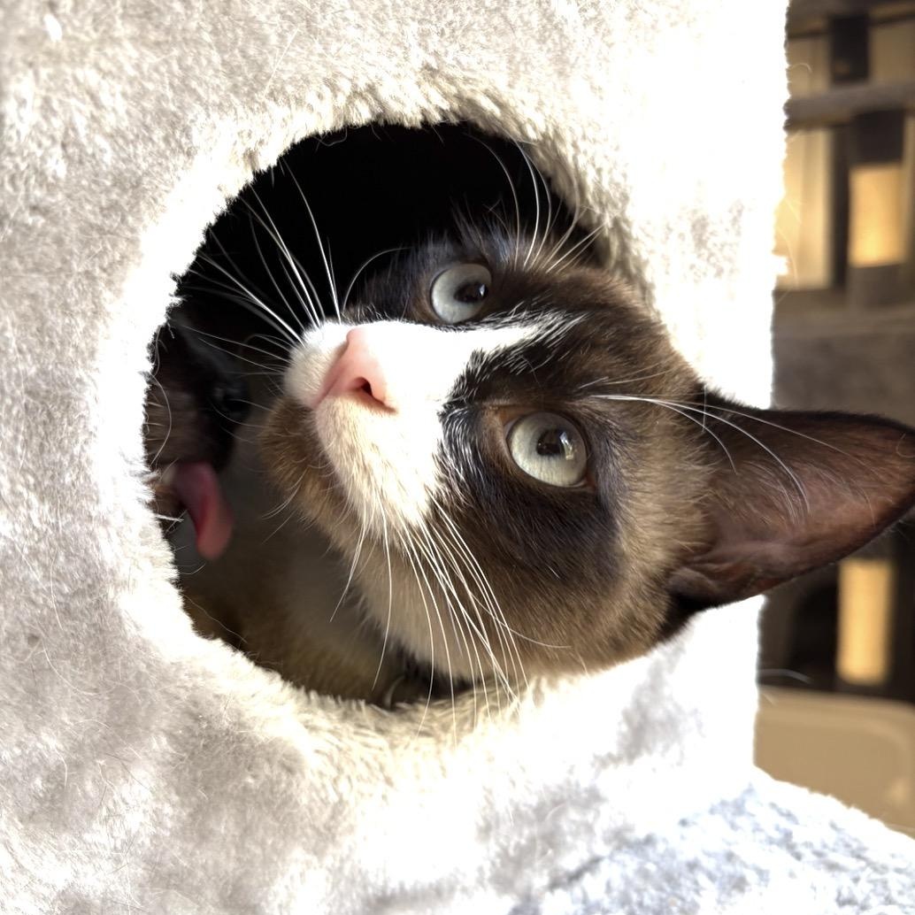 Enlarge Cinnamon Toast , an adopted Domestic Short Hair in Renton , WA image 1/4