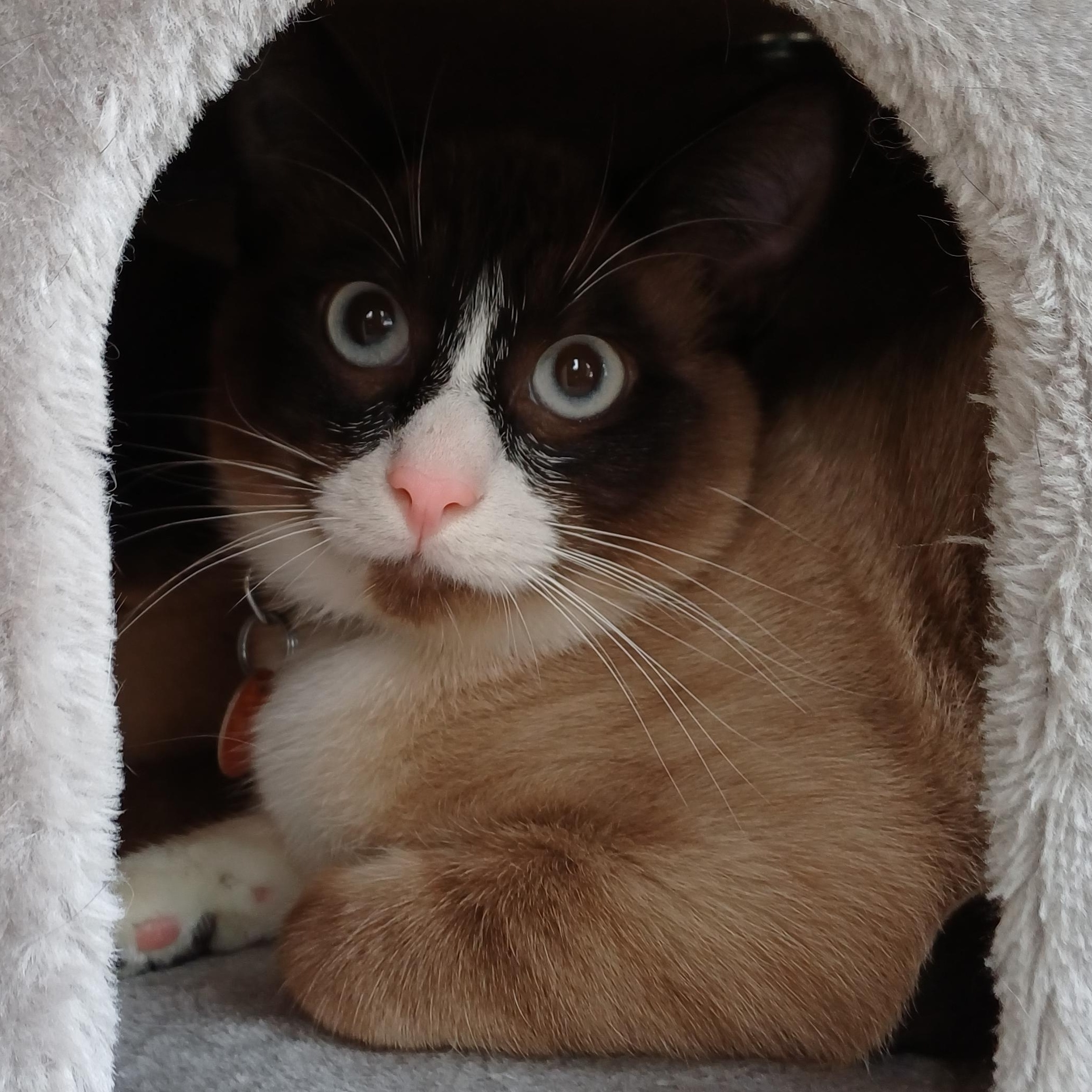 Enlarge Cinnamon Toast , an adopted Domestic Short Hair in Renton , WA image 4/4