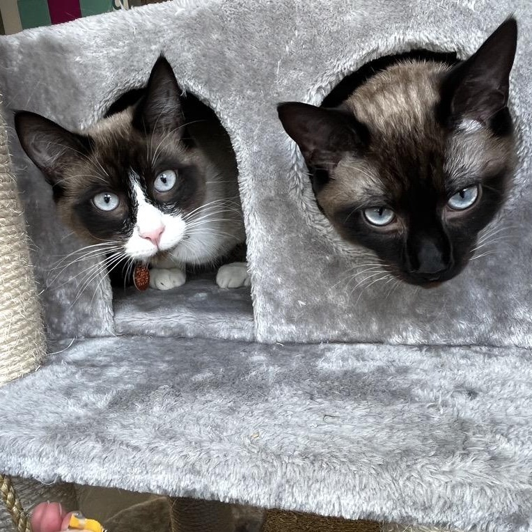 Enlarge Cinnamon Toast , an adopted Domestic Short Hair in Renton , WA image 2/4