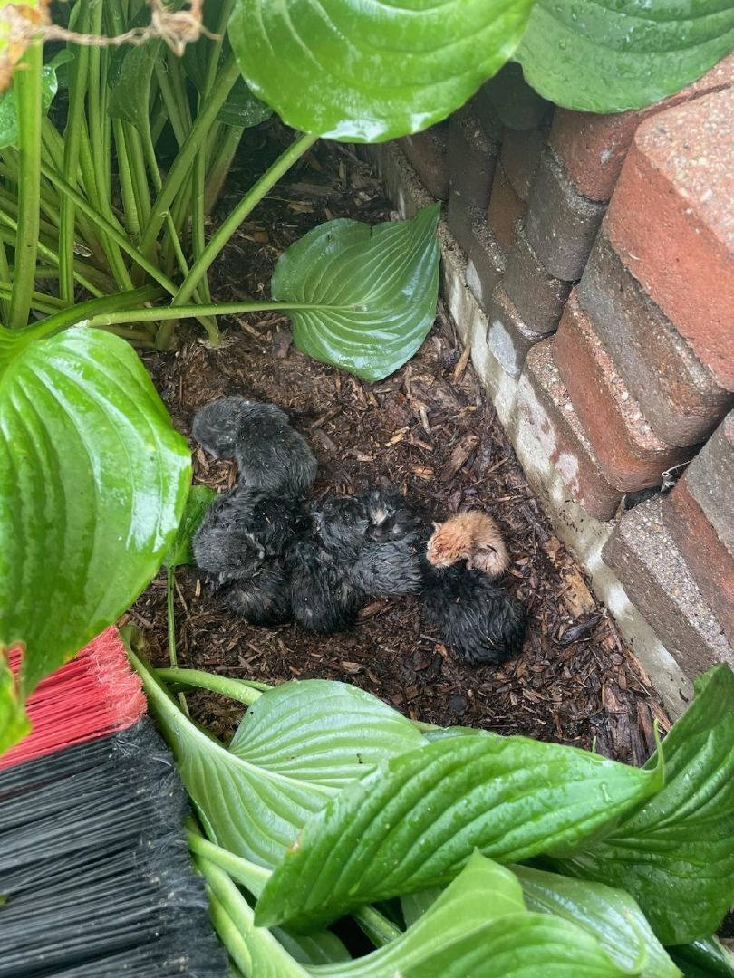 Urgent - Foster Needed, Adopted, Kitten Female Domestic Short Hair.