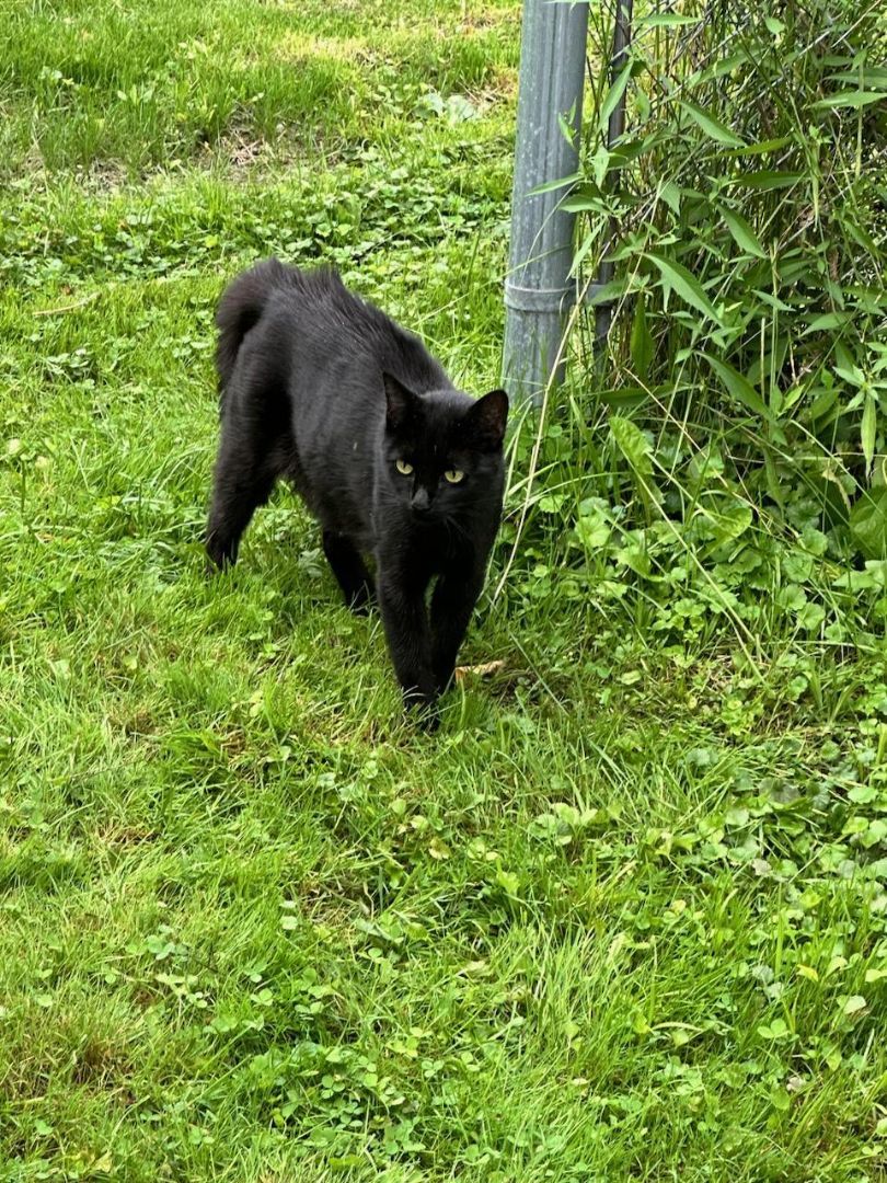 Urgent - Foster Needed, a Adopted Domestic Short Hair in Keego Harbor, MI image 2/4