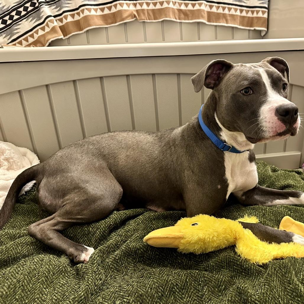 Dove, a Adoptable Pit Bull Terrier in Novelty, OH image 5/6