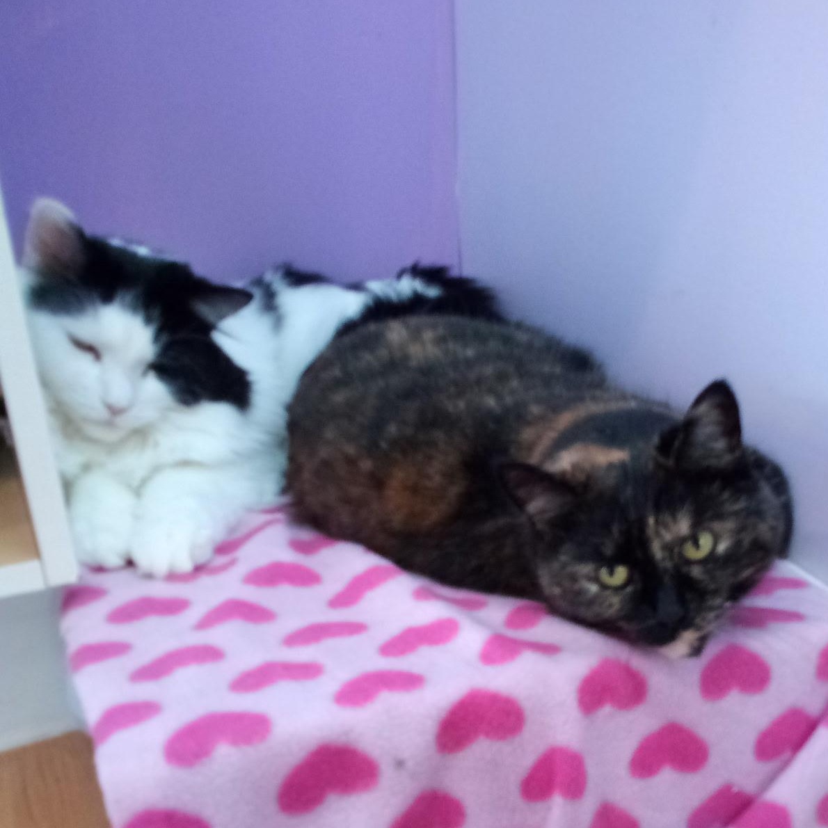 Enlarge Tortie (Colony Cat CC), a Adoptable Domestic Short Hair in Wells, ME image 3/6