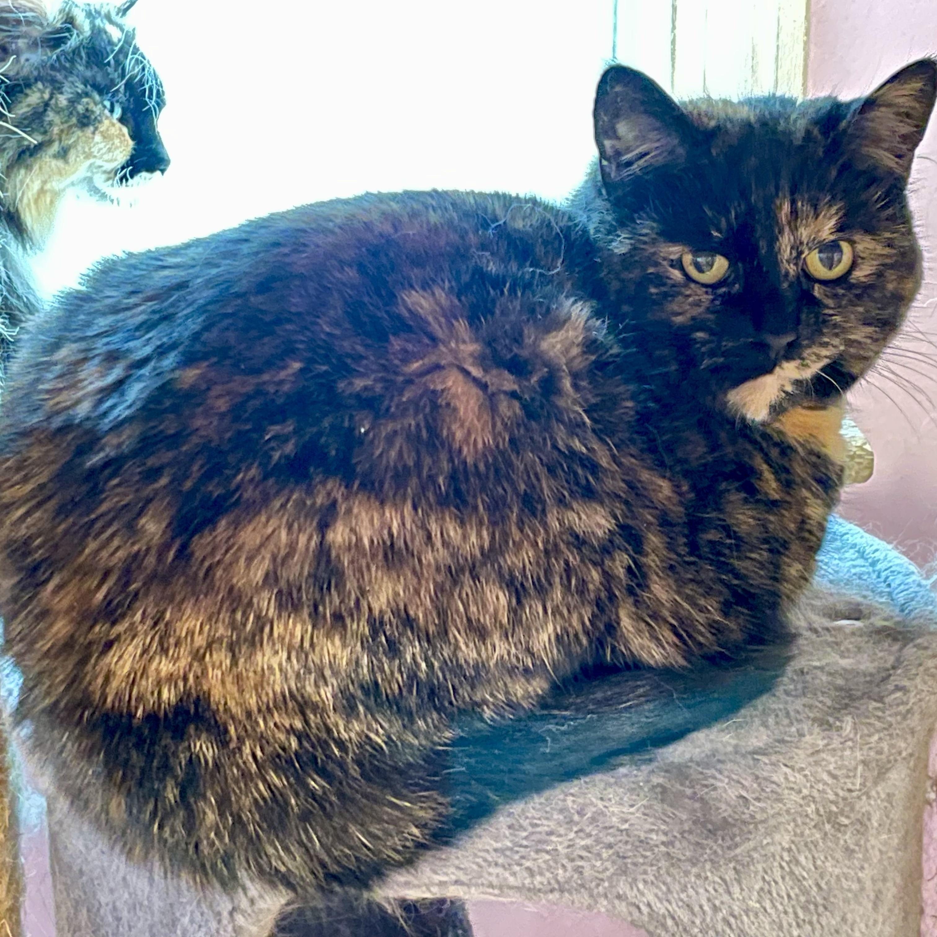Enlarge Tortie (Colony Cat CC), a Adoptable Domestic Short Hair in Wells, ME image 1/6