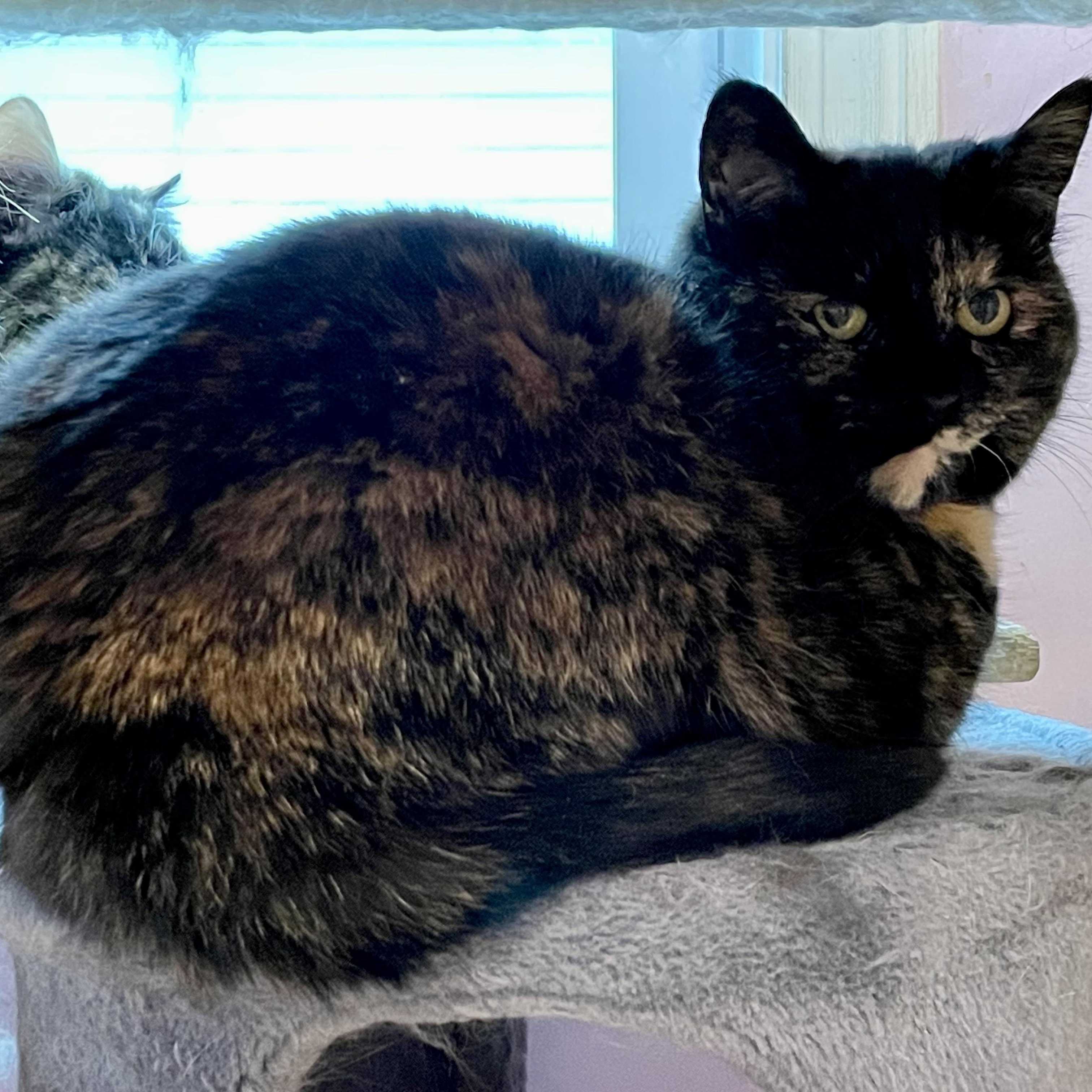 Tortie (Colony Cat CC) 6