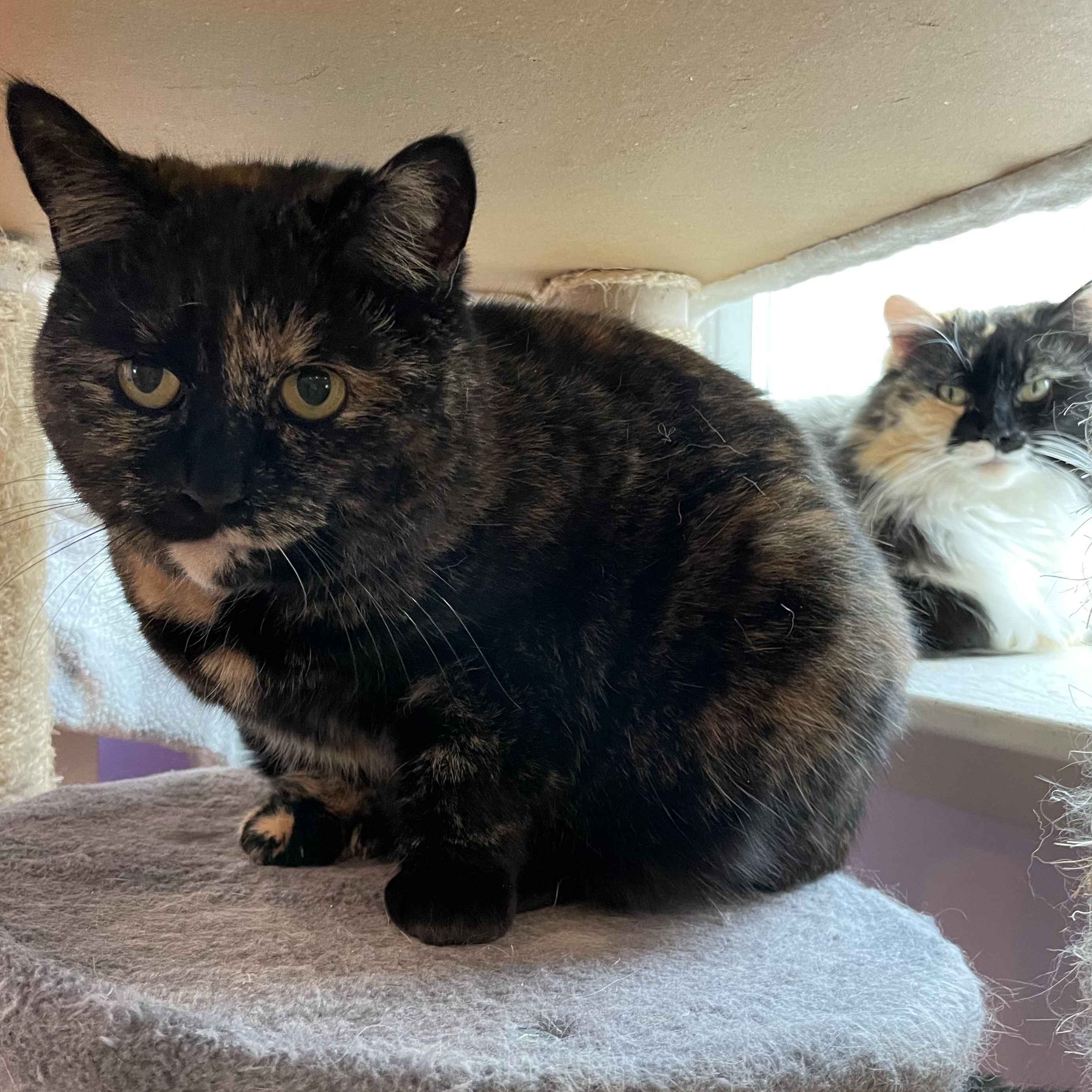 Tortie (Colony Cat CC) 4