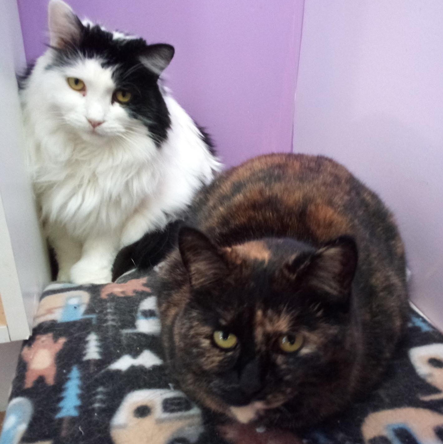 Tortie (Colony Cat CC) 5