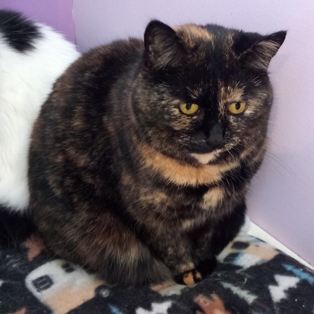Enlarge Tortie (Colony Cat CC), a Adoptable Domestic Short Hair in Wells, ME image 2/6