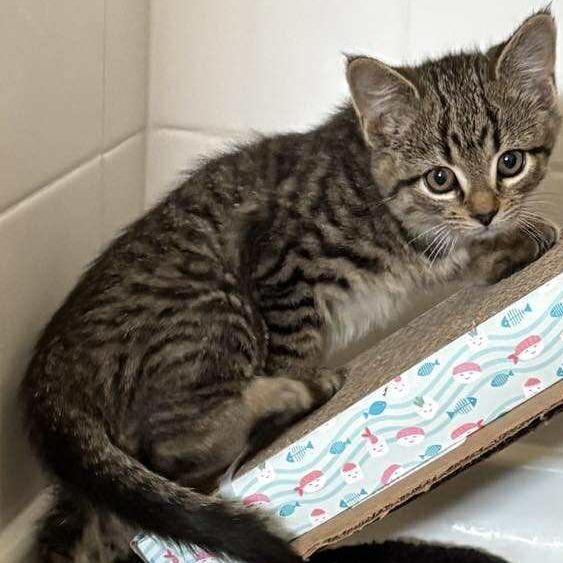 Enlarge Amity, a Adoptable Domestic Short Hair in Winchester, VA image 1/6