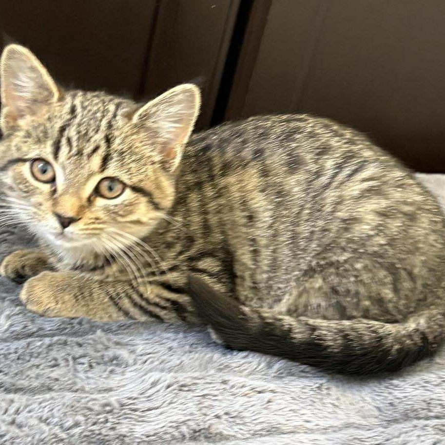 Amity, a Adoptable Domestic Short Hair in Winchester, VA image 2/6