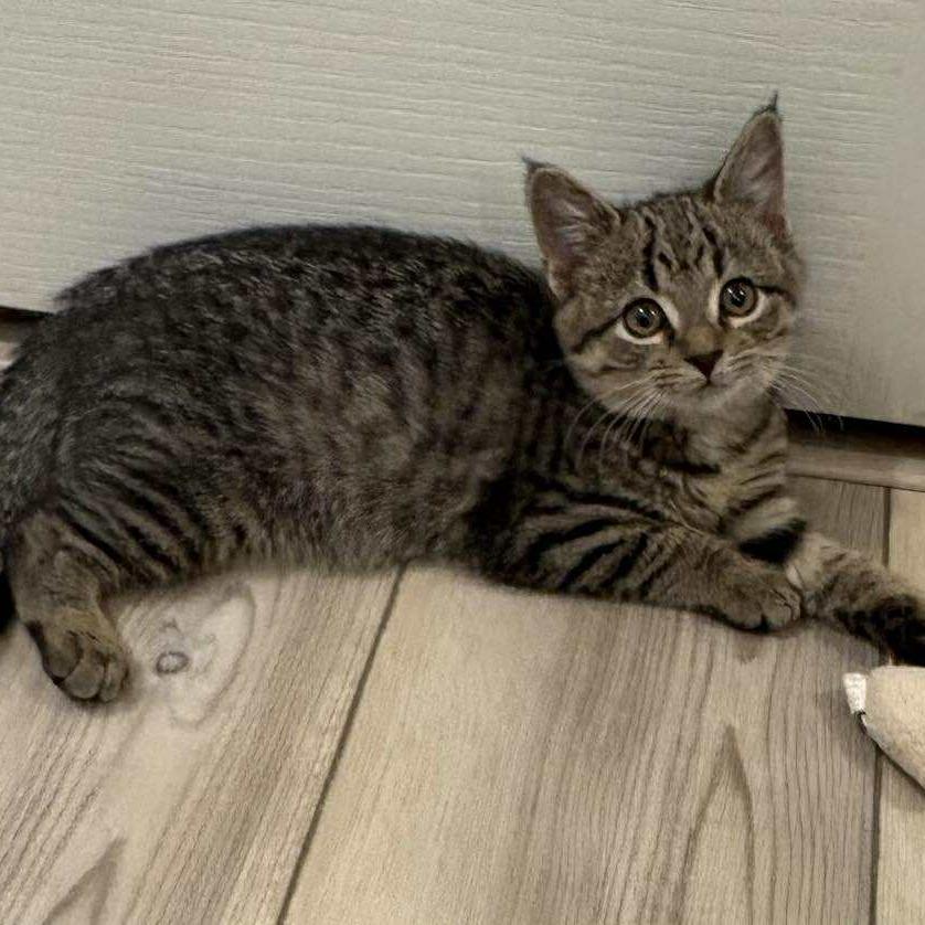 Amity, a Adoptable Domestic Short Hair in Winchester, VA image 3/6