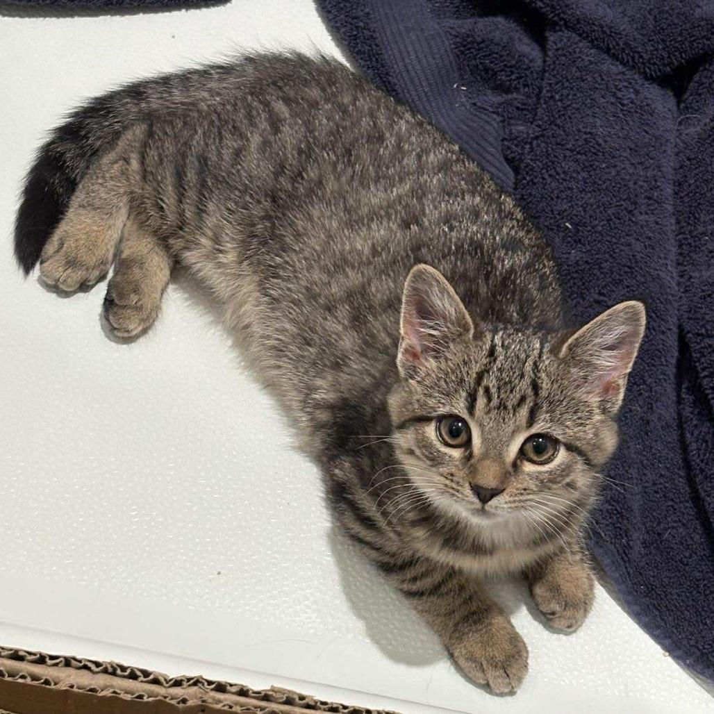 Enlarge Amity, a Adoptable Domestic Short Hair in Winchester, VA image 2/6