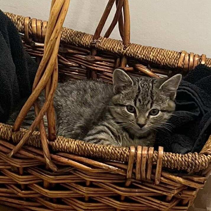 Amity, a Adoptable Domestic Short Hair in Winchester, VA image 5/6