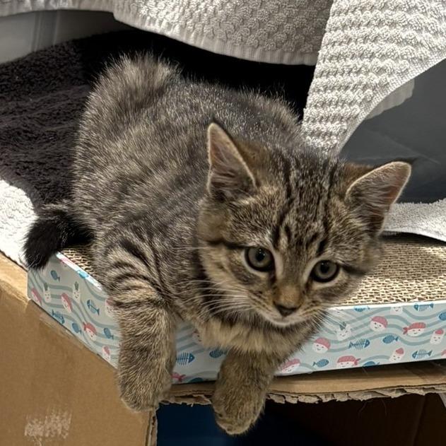 Enlarge Amity, a Adoptable Domestic Short Hair in Winchester, VA image 6/6