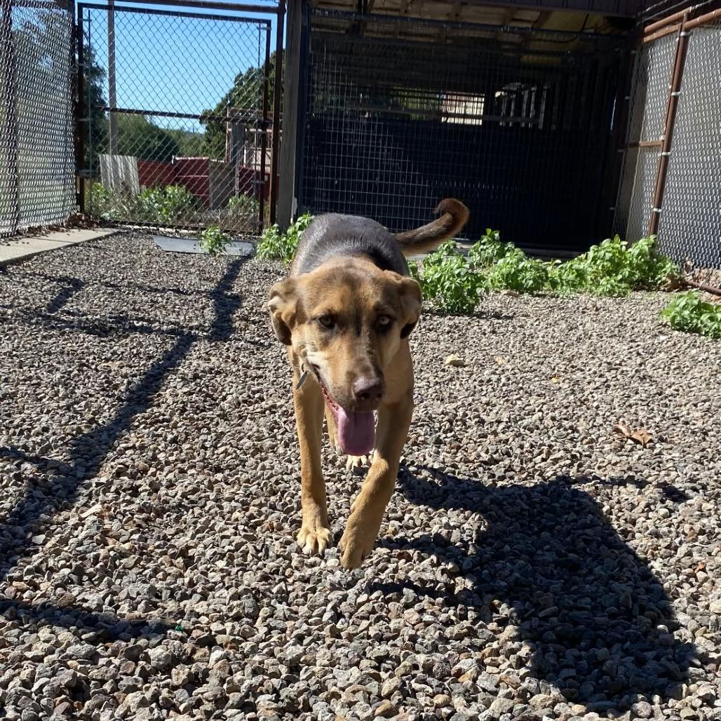 Willow, Adoptable, Puppy Female German Shepherd Dog & Mixed Breed.