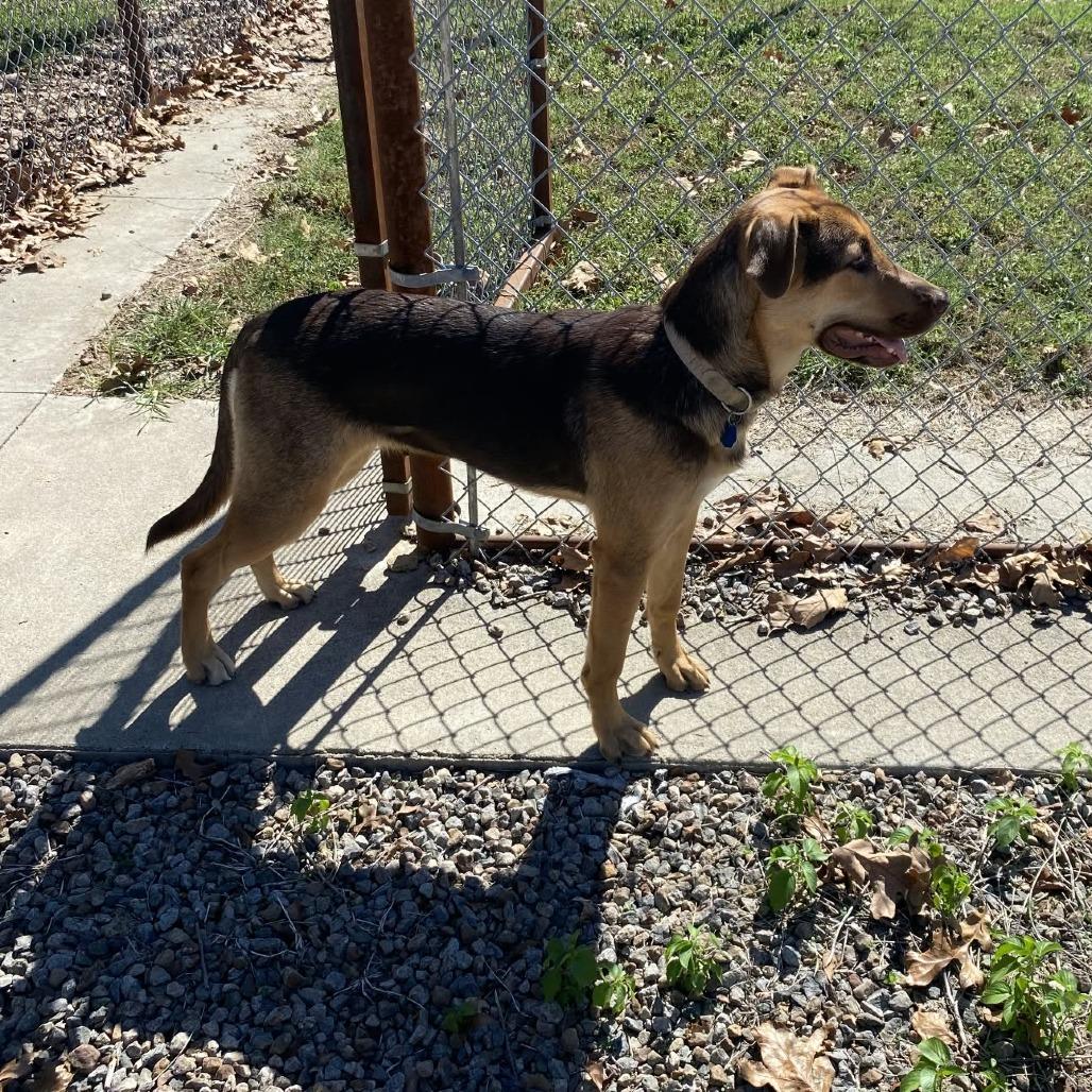 Enlarge Willow, a Adoptable mixed breed in Stilwell, OK image 2/2
