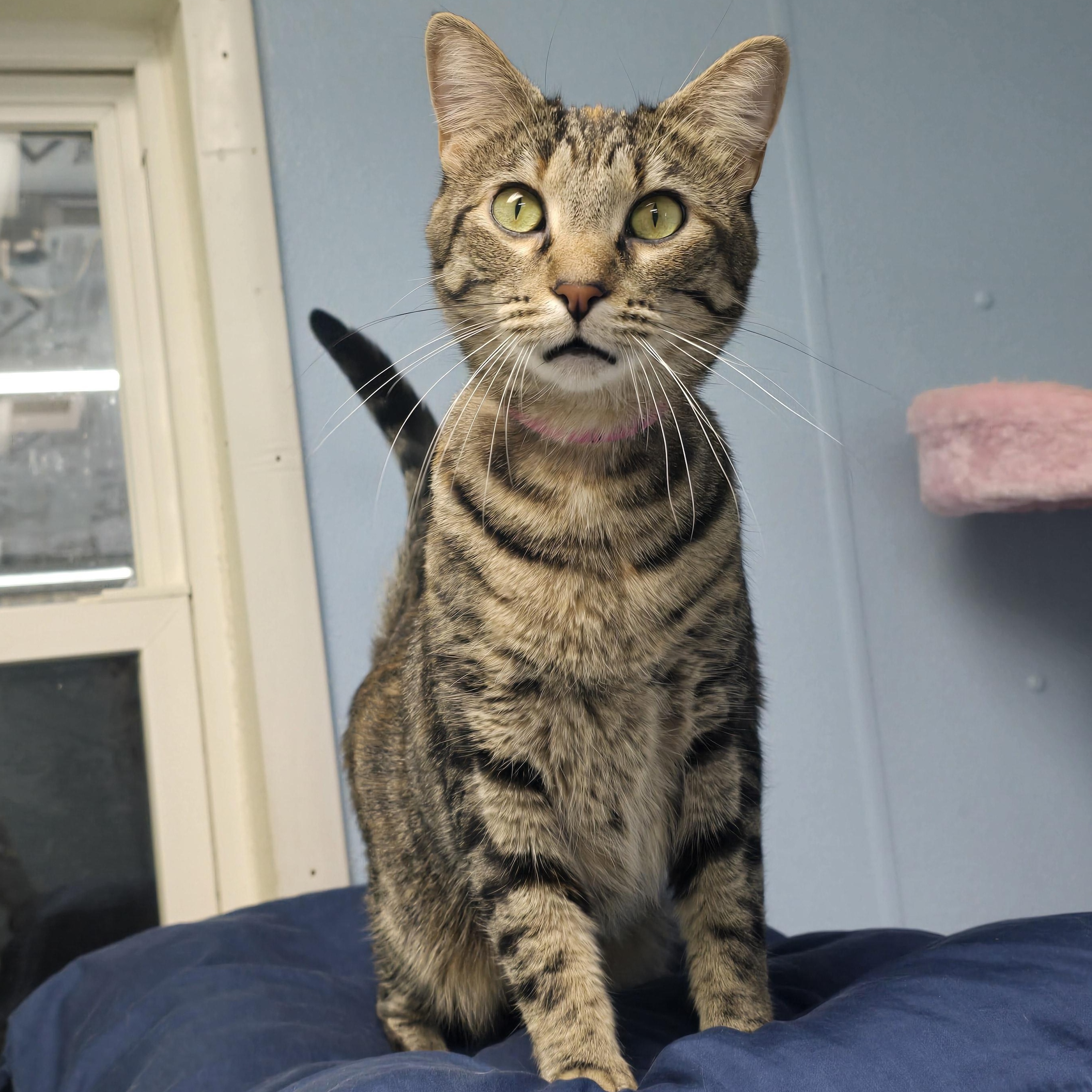 Enlarge Heidi, a Adoptable Domestic Short Hair in Farmington, MO image 1/1