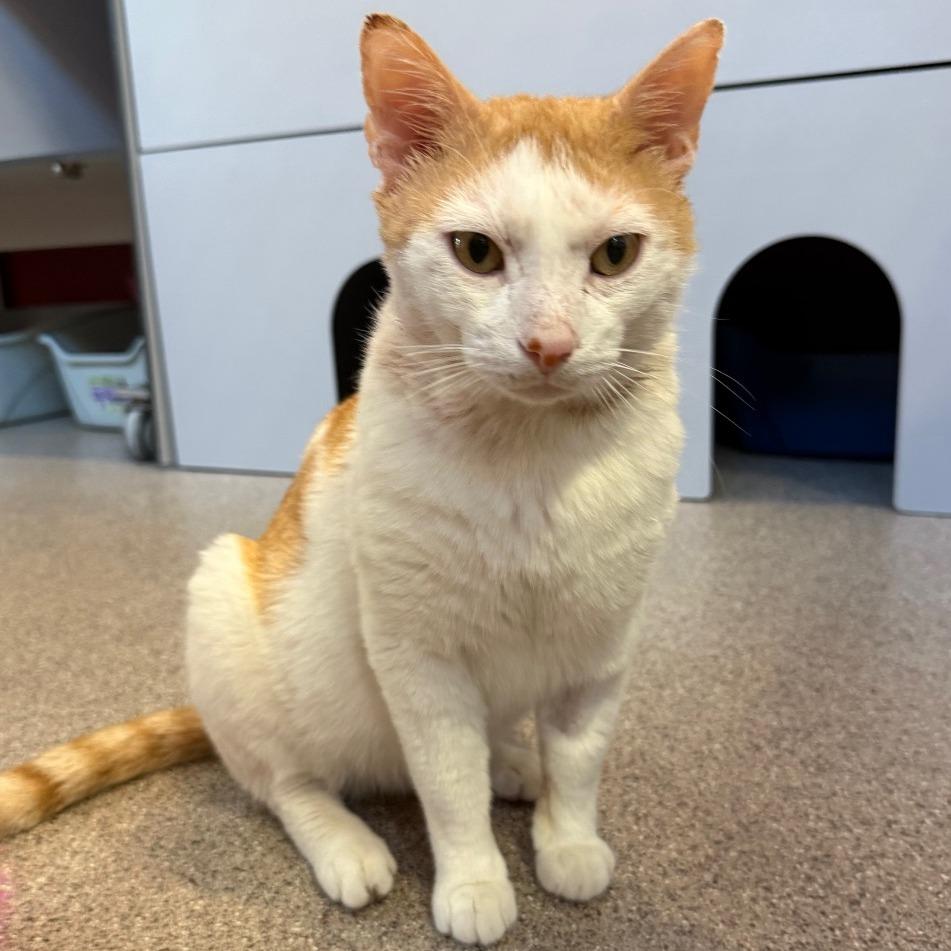Big Red, Adoptable, Adult Male Domestic Short Hair.
