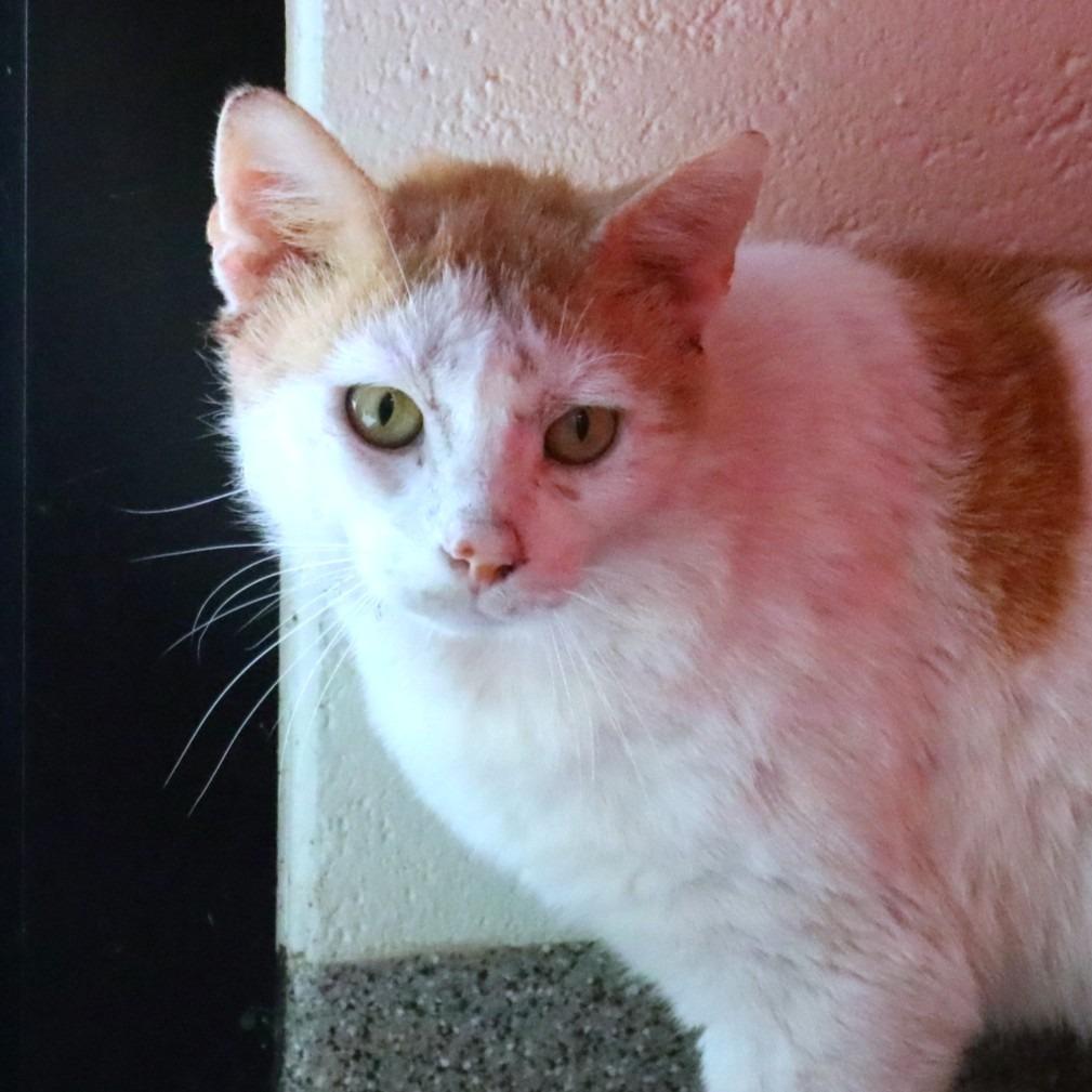Enlarge Big Red, a Adoptable Domestic Short Hair in Sarasota, FL image 2/2