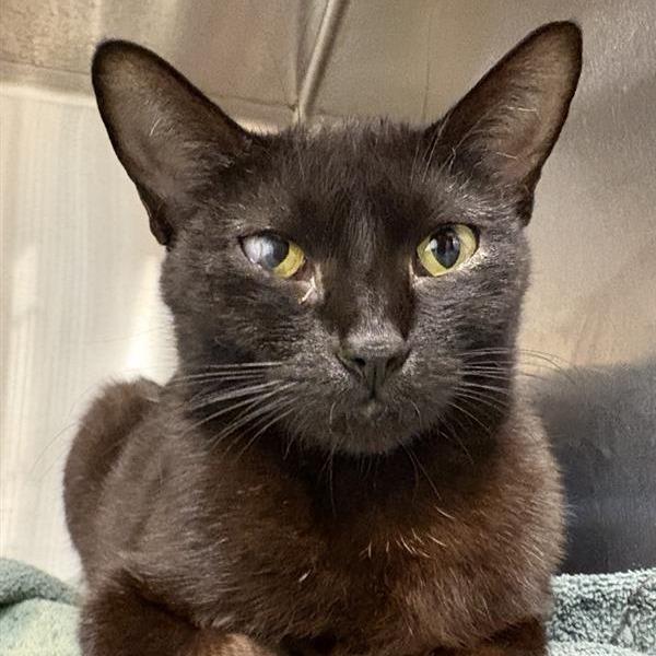 Diva, Adoptable, Young Female Domestic Short Hair.