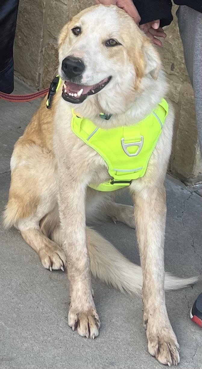 Enlarge Abner, a Adoptable mixed breed in Carnegie, OK image 2/2