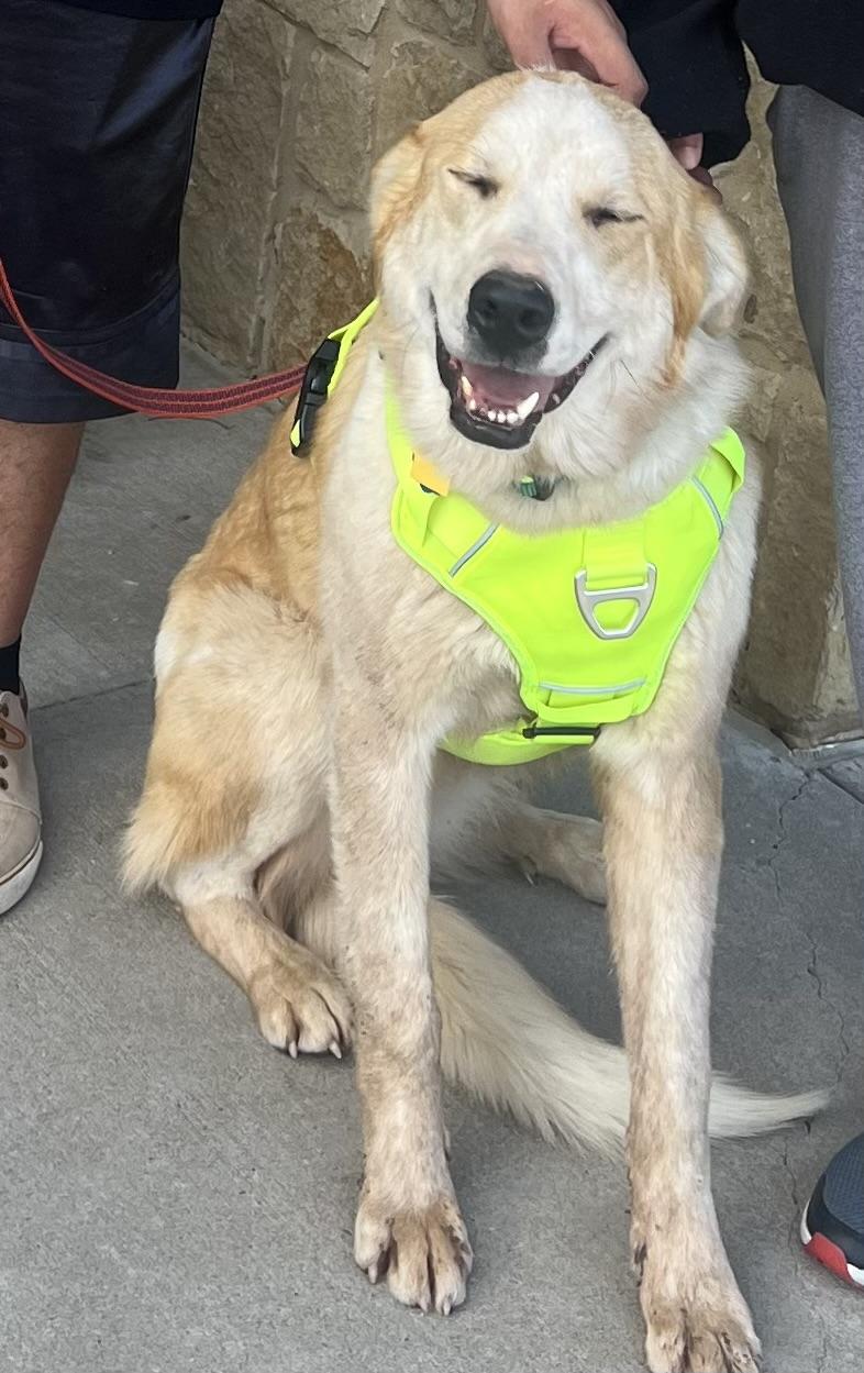 Abner, Adoptable, Puppy Male Great Pyrenees.