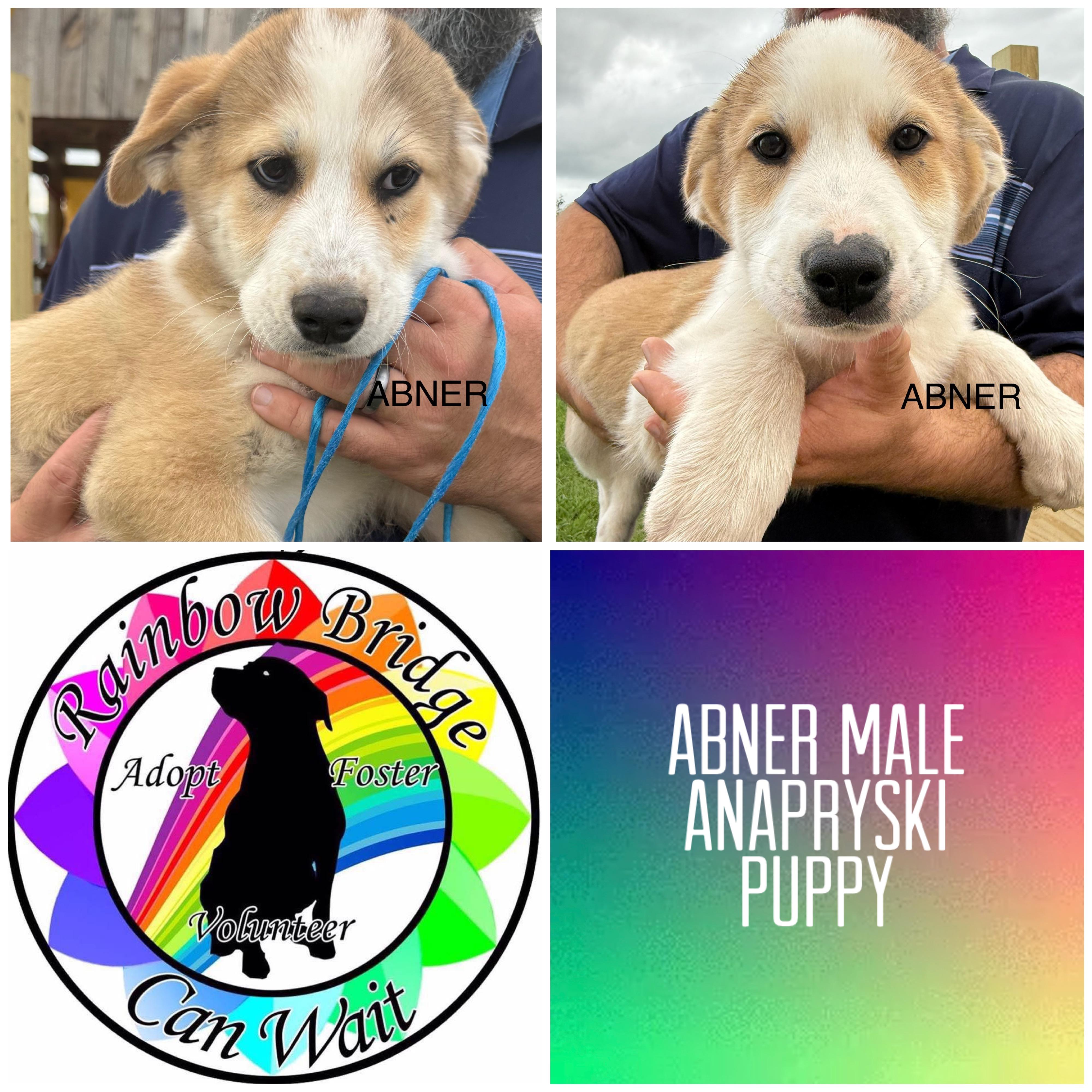 Enlarge Abner, a Adoptable mixed breed in Carnegie, OK image 1/1