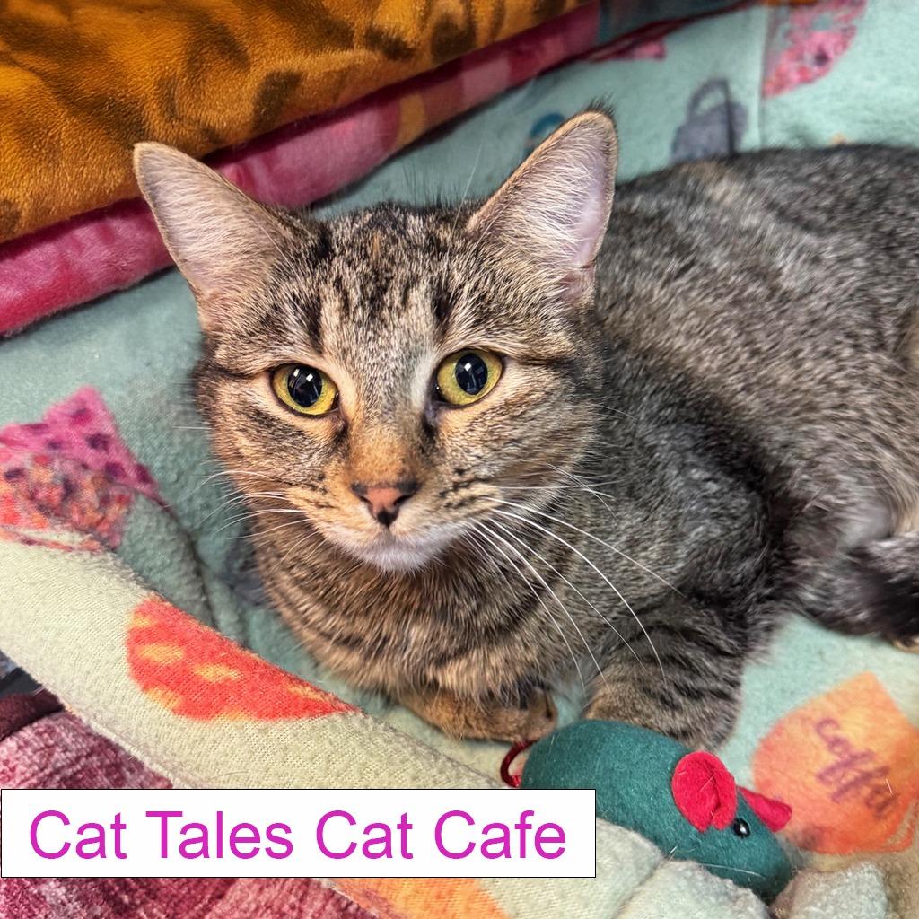 Chaz, a Adoptable Domestic Short Hair in Chapel Hill, NC image 1/3