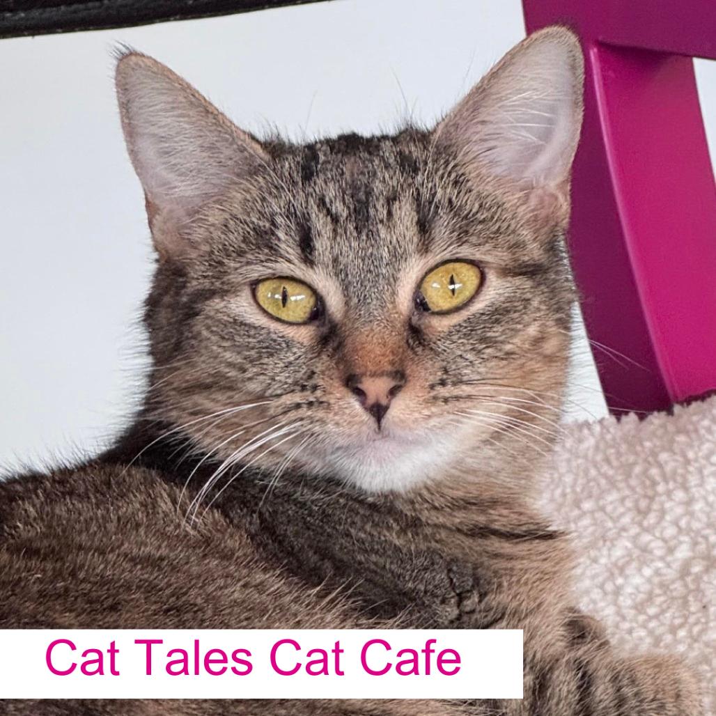 Chaz, a Adoptable Domestic Short Hair in Chapel Hill, NC image 2/3