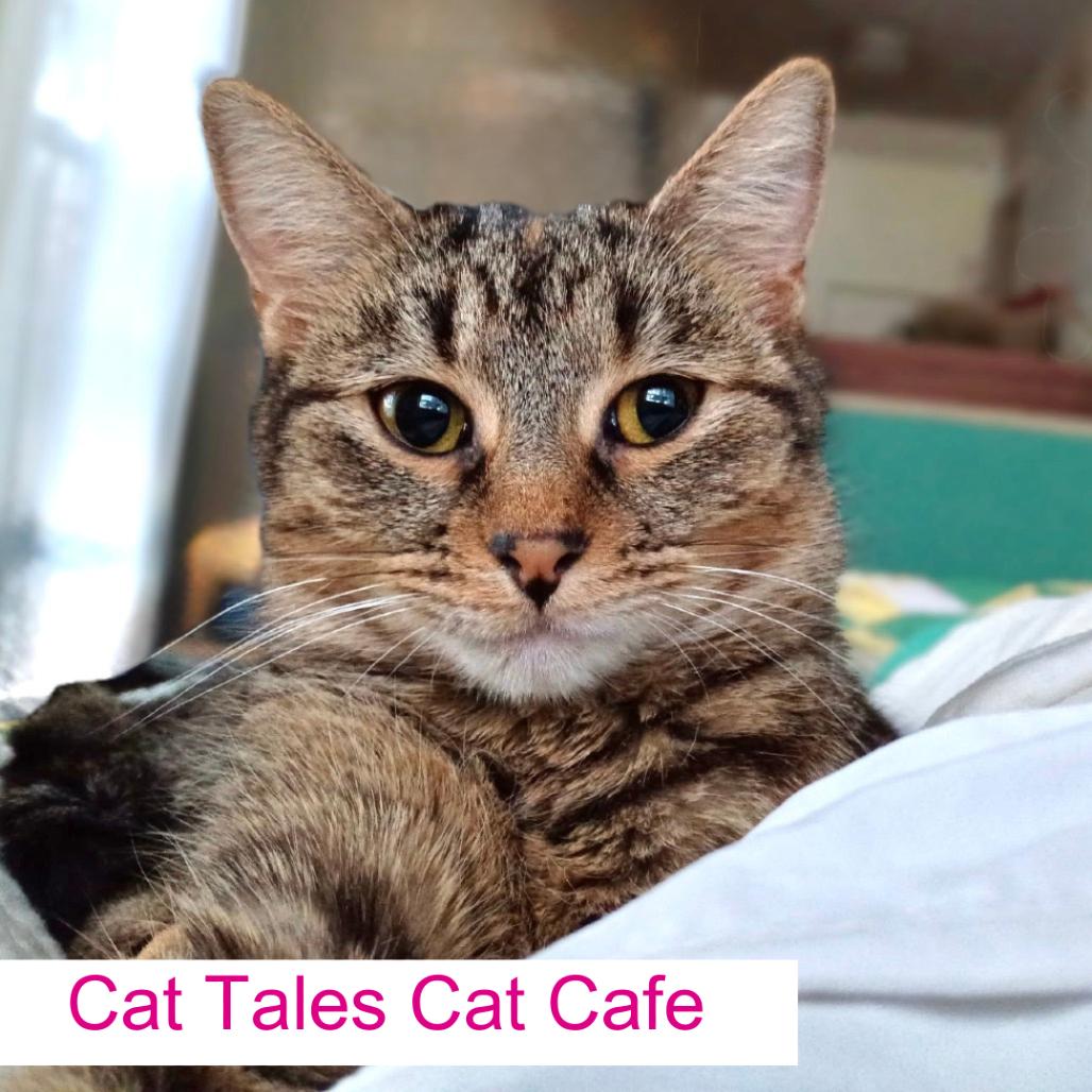 Chaz, a Adoptable Domestic Short Hair in Chapel Hill, NC image 3/3