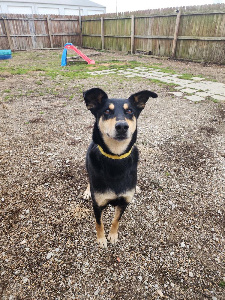 Chuck — thumbnail 4