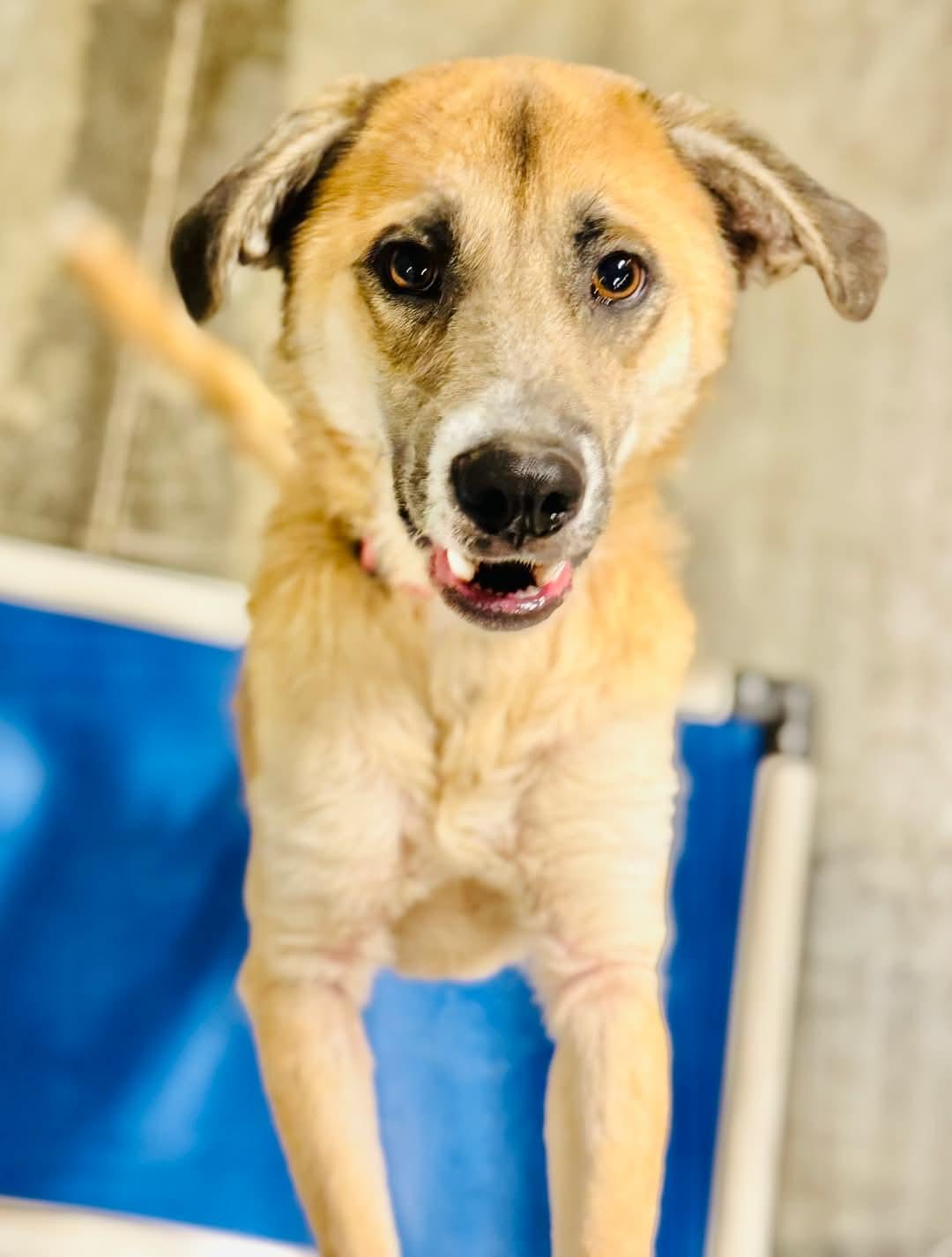 Magnolia, Adoptable, Adult Female Mixed Breed.