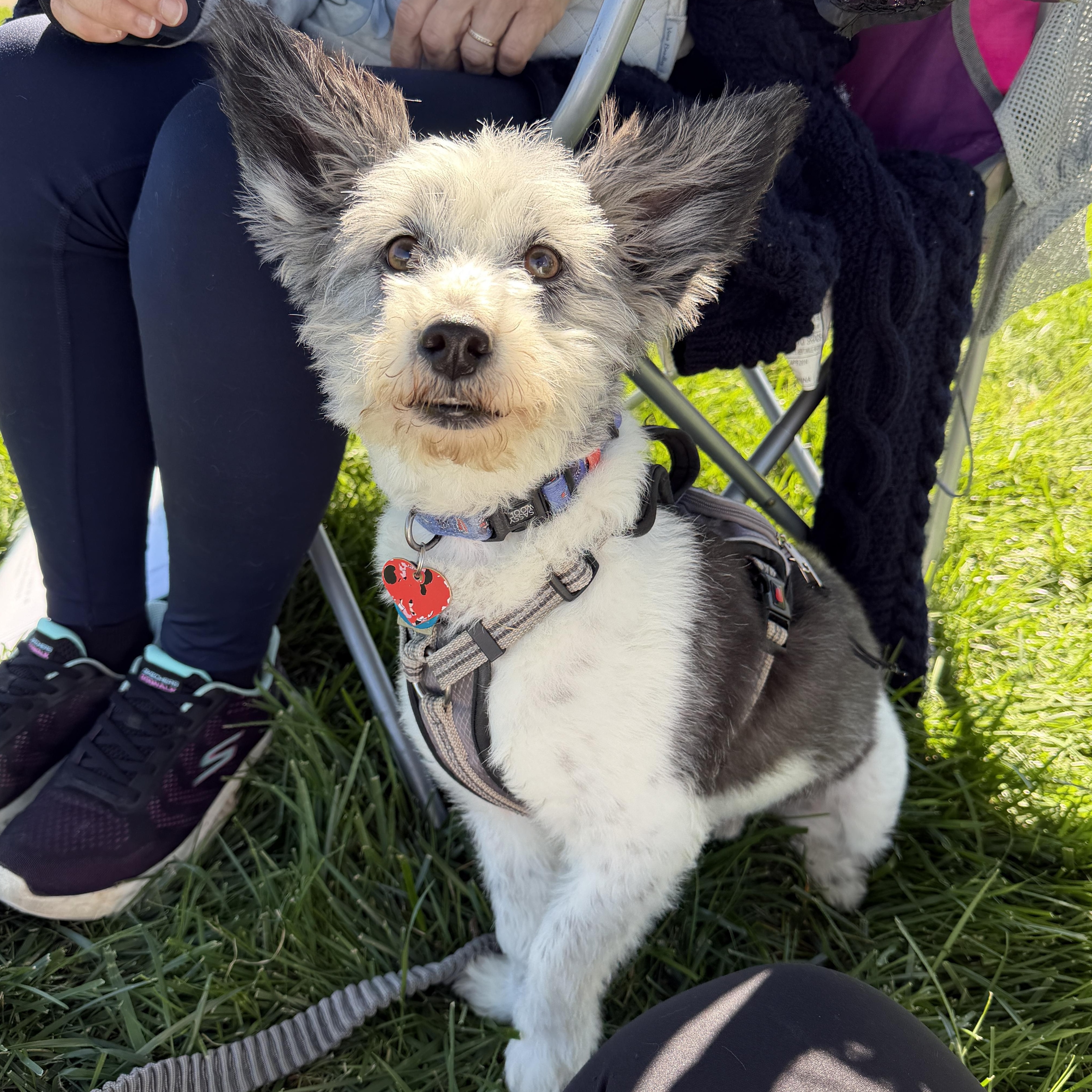 Enlarge Pepper OS 1120, a Adoptable mixed breed in West Bloomfield, MI image 3/4