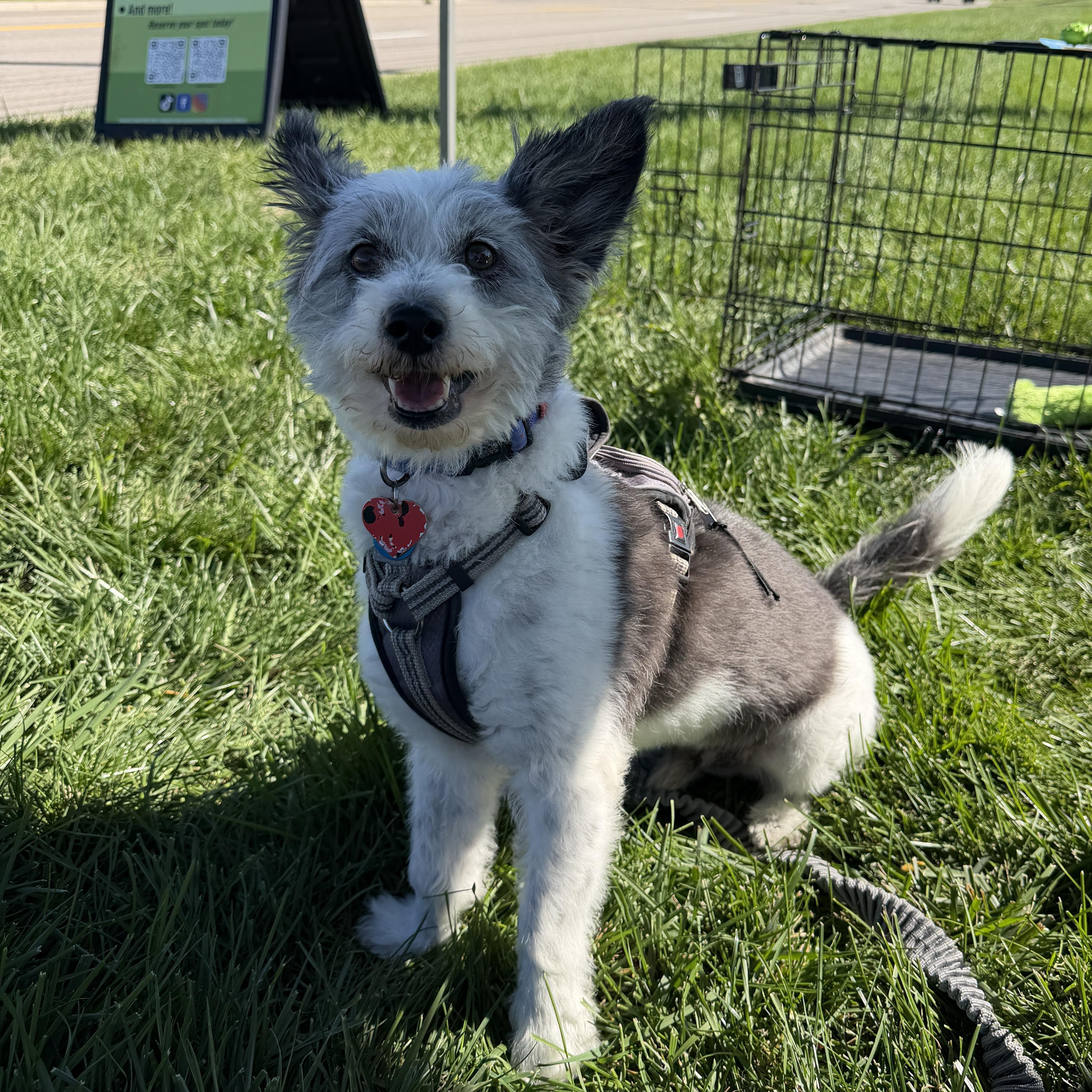 Enlarge Pepper OS 1120, a Adoptable mixed breed in West Bloomfield, MI image 4/4