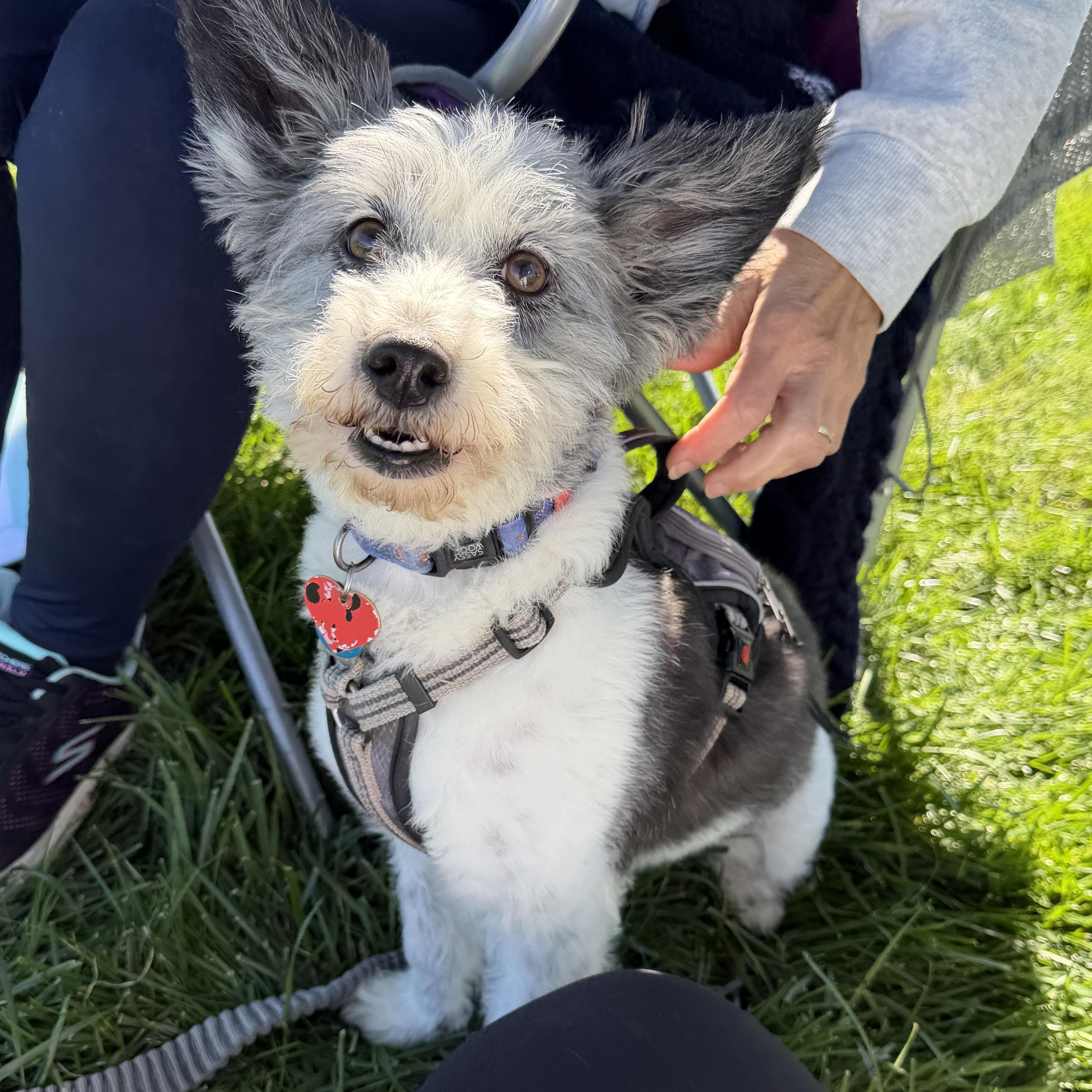 Pepper OS 1120, Adoptable, Adult Male Corgi & Miniature Poodle.