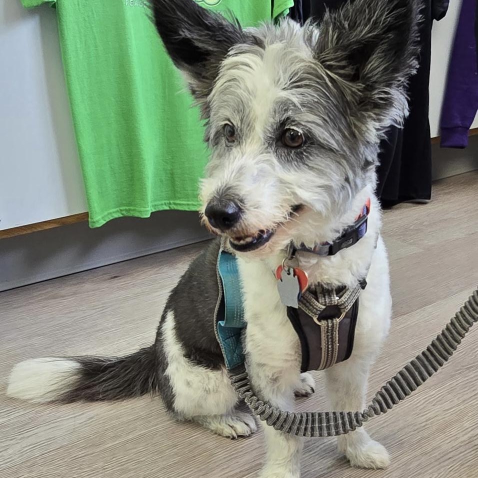 Enlarge Pepper OS 1120, a Adoptable mixed breed in West Bloomfield, MI image 2/4