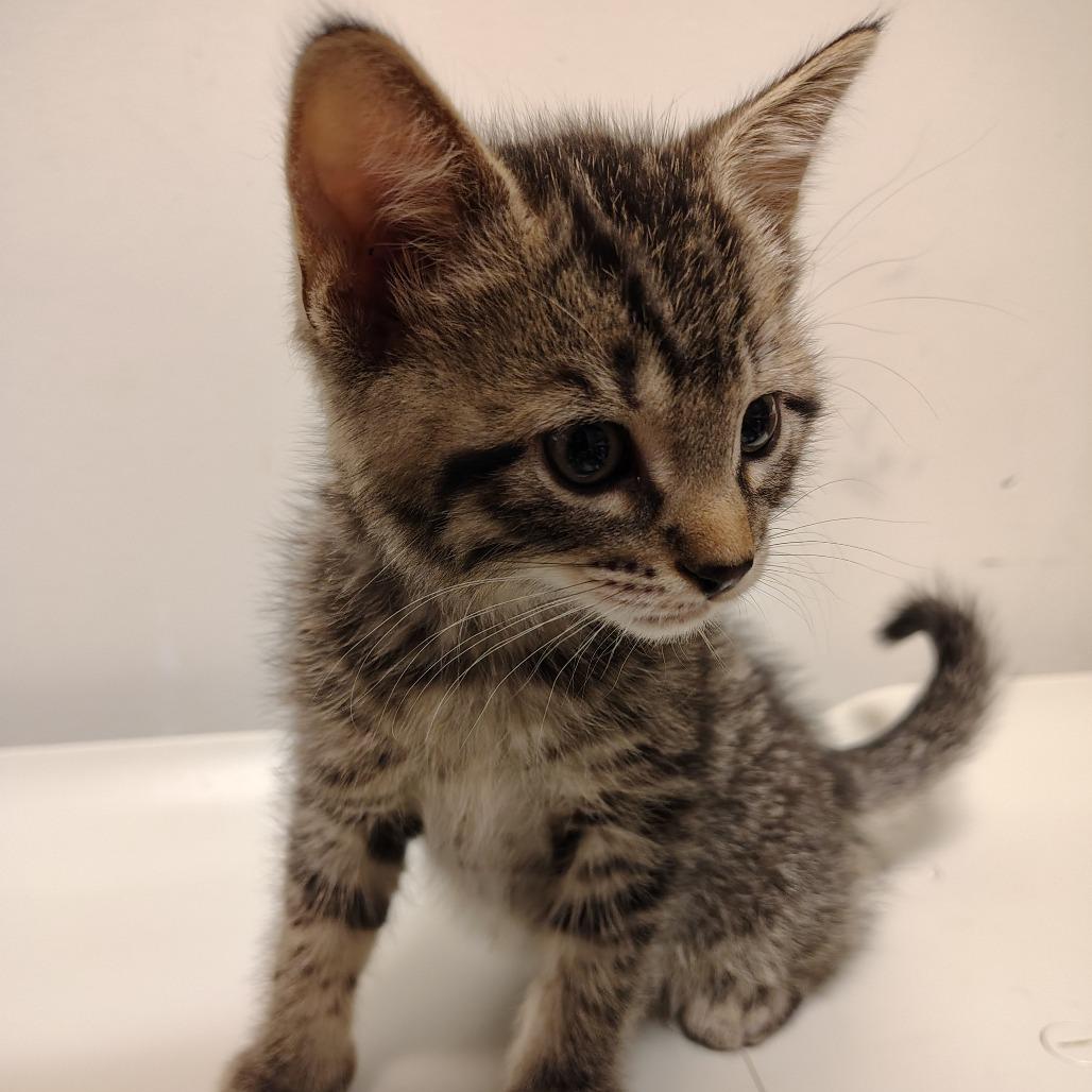 Mr. Krabs, Adoptable, Kitten Male Domestic Short Hair.