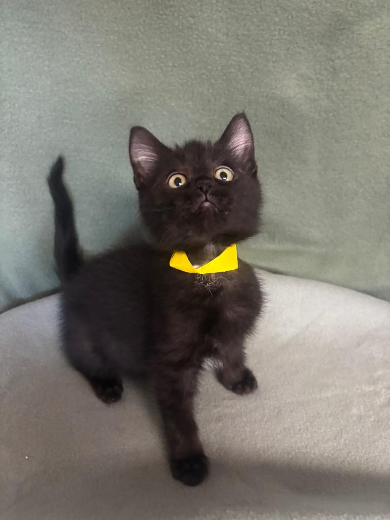 Abel, Adoptable, Kitten Male Domestic Short Hair.