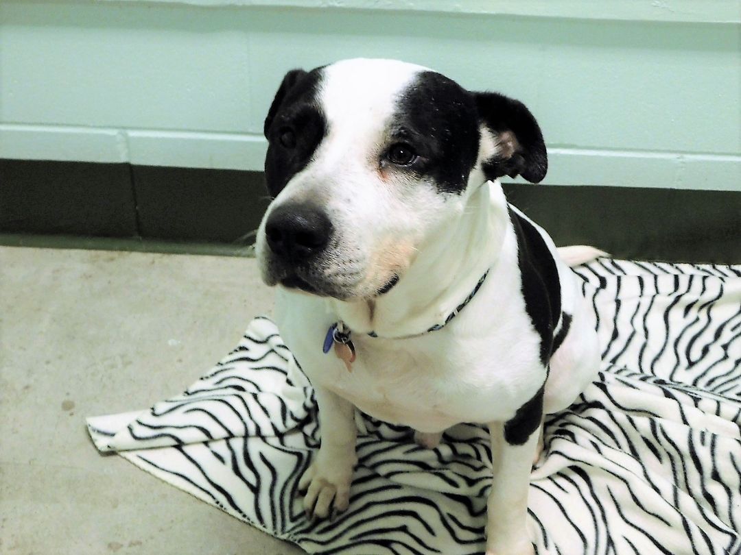 Maverick, Adopted, Adult Male Pit Bull Terrier & Labrador Retriever.