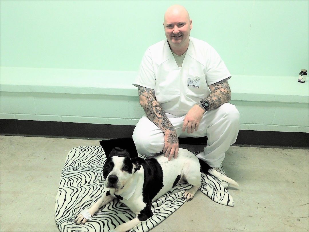 Maverick, a Adopted mixed breed in Milledgeville, GA image 2/12