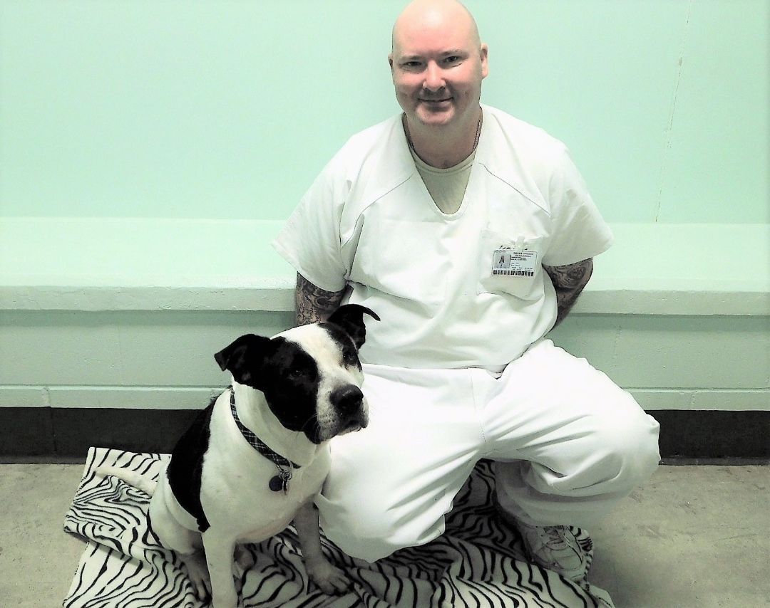 Maverick, Adopted, Adult Male Pit Bull Terrier & Labrador Retriever.