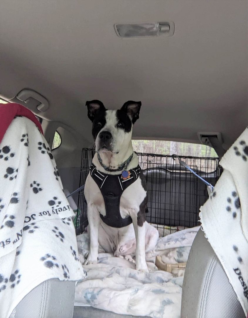 Maverick, a Adopted mixed breed in Milledgeville, GA image 4/12