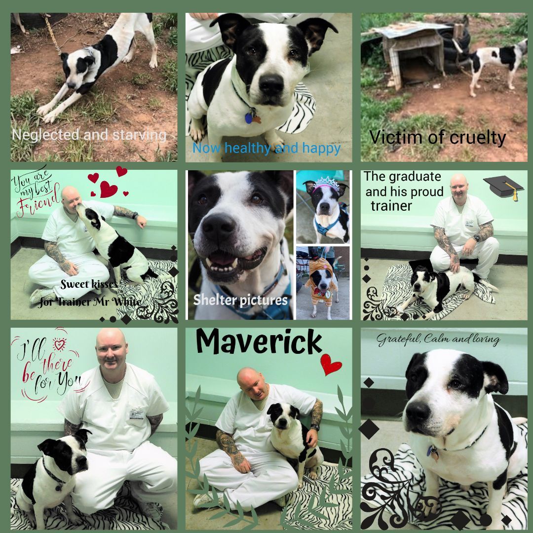 Maverick, a Adopted mixed breed in Milledgeville, GA image 5/12