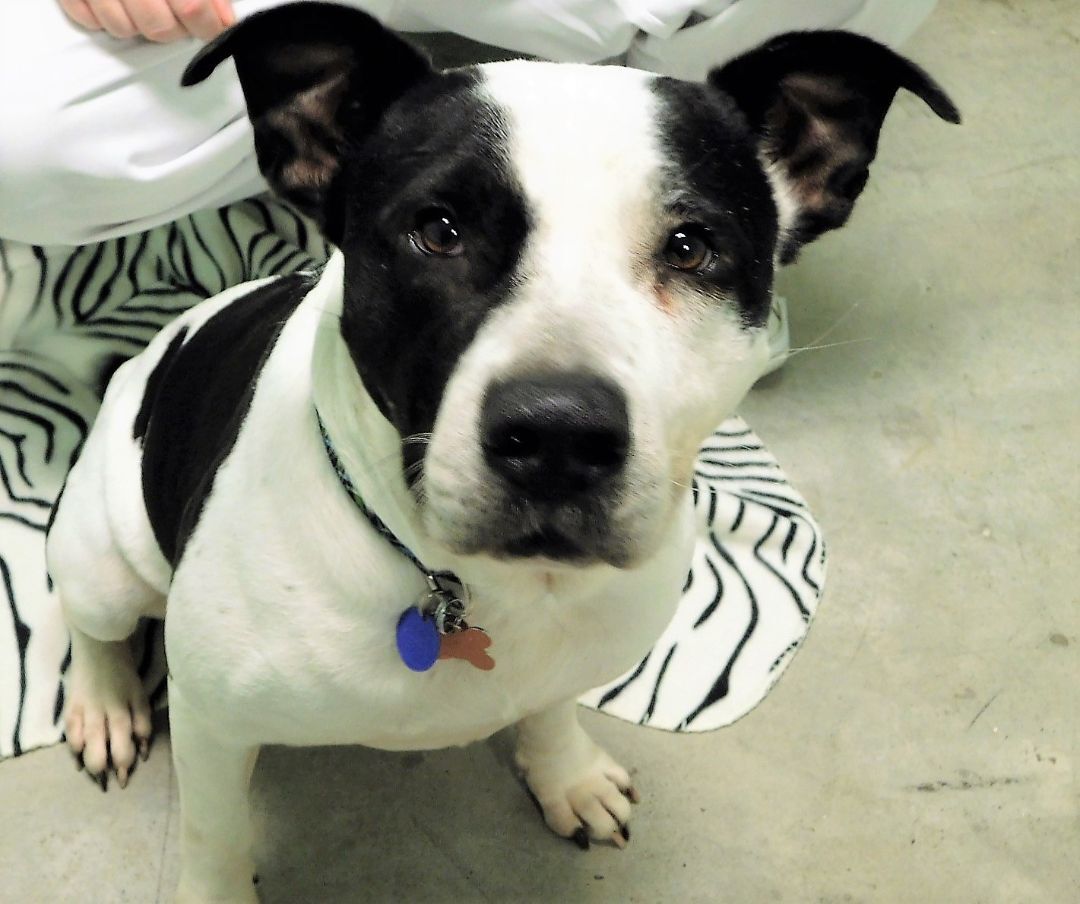 Maverick, a Adopted mixed breed in Milledgeville, GA image 6/12