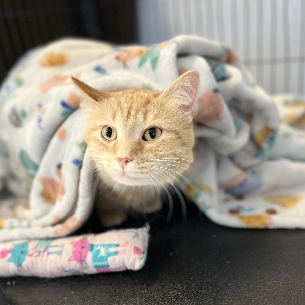 Gigi, Adoptable, Adult Female Domestic Medium Hair.